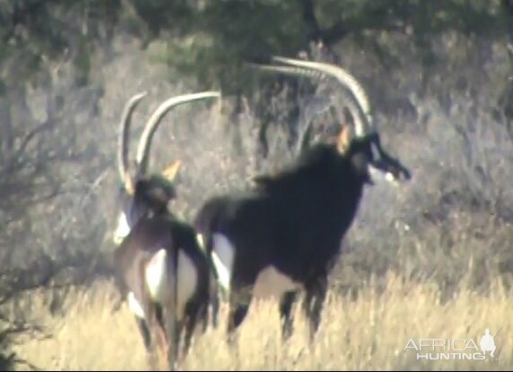 Sable Antelope South Africa