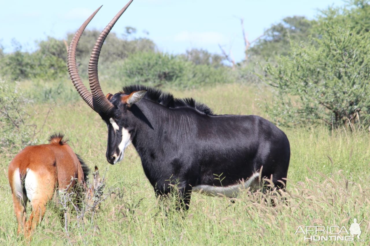 Sable Antelope South Africa