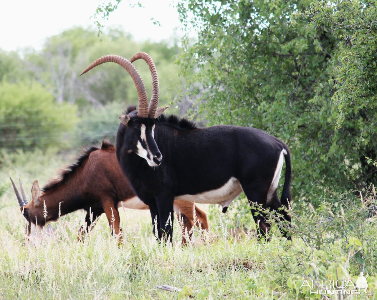 Sable Antelope South Africa