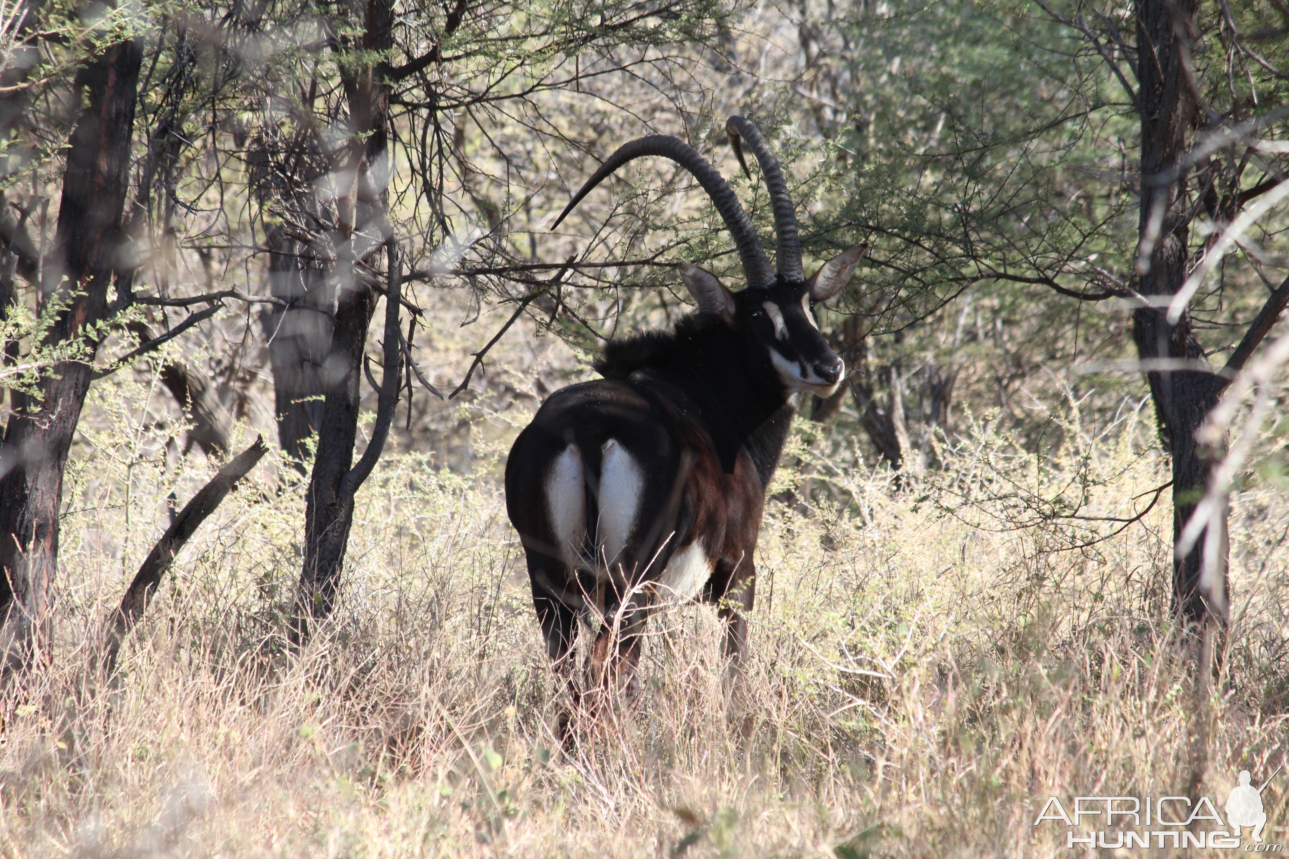 Sable Antelope South Africa