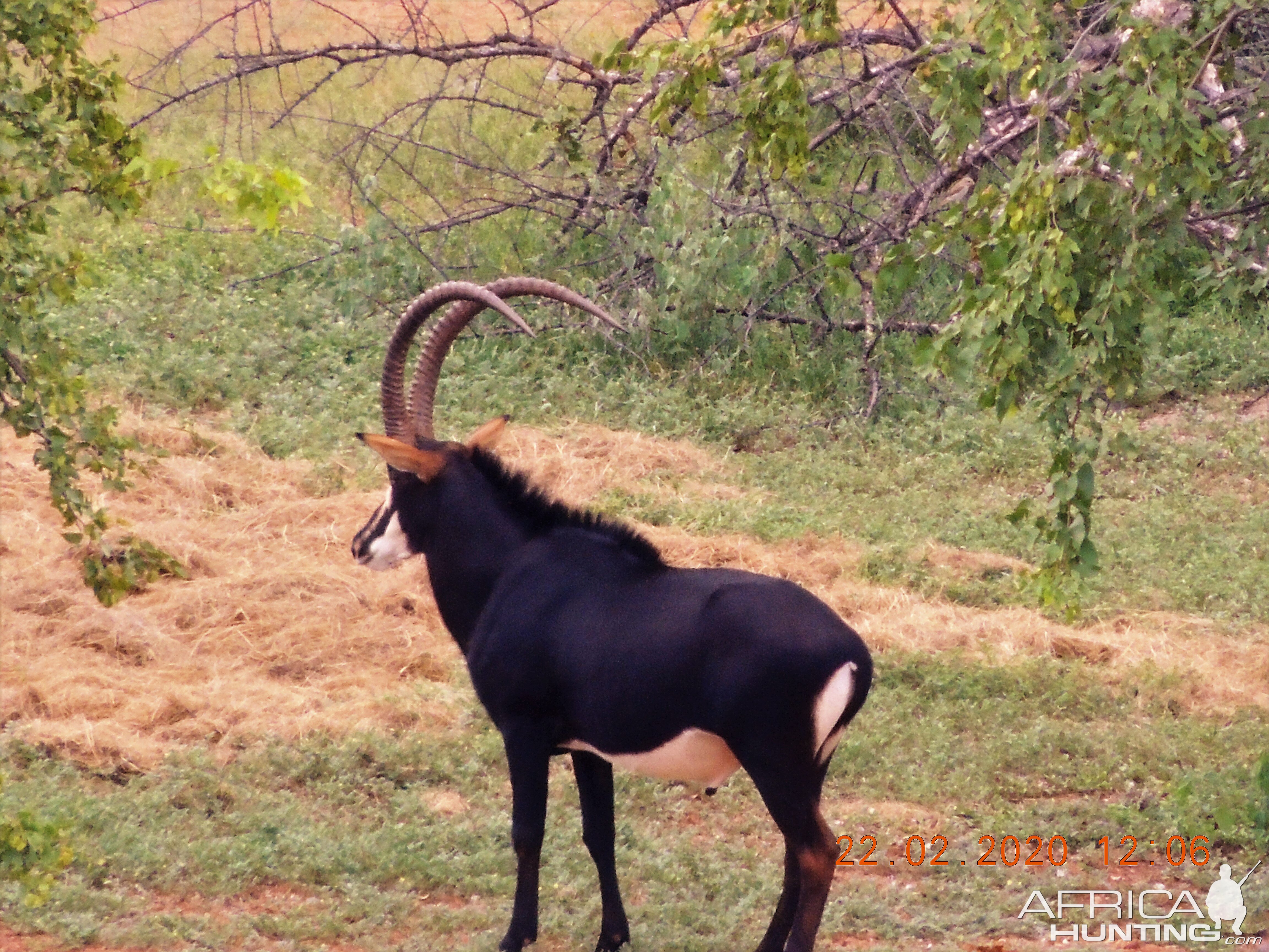 Sable Antelope South Africa