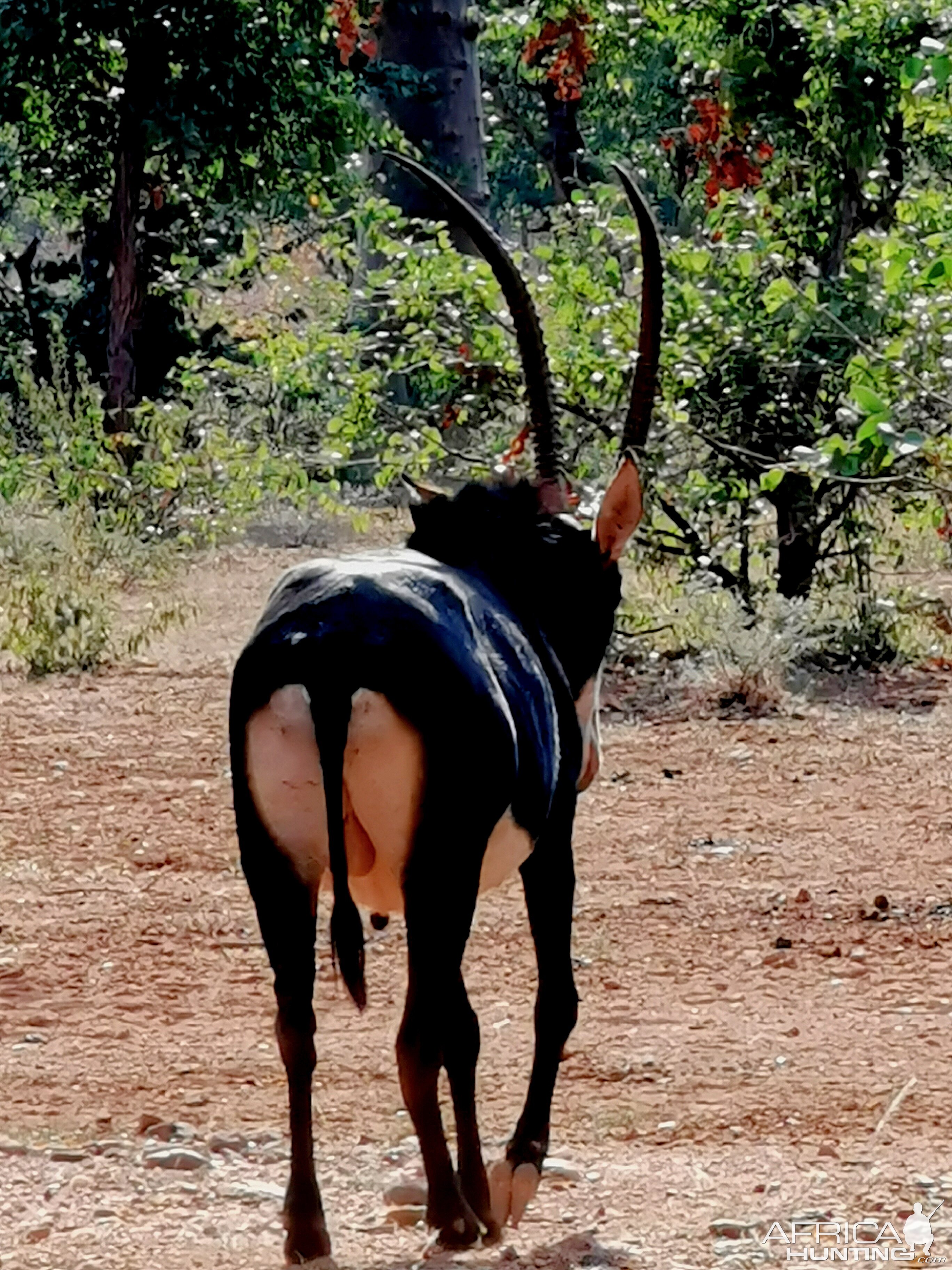 Sable Antelope South Africa