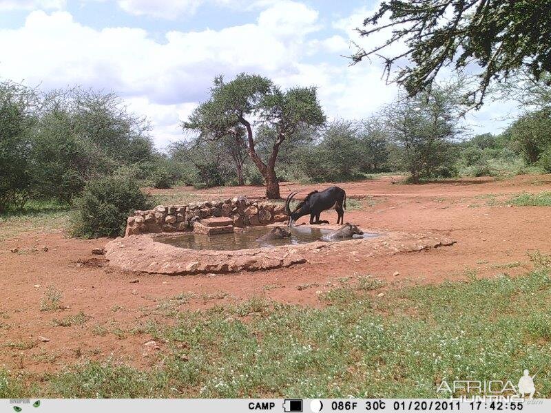 Sable Antelope Trail Cam Pictures South Africa