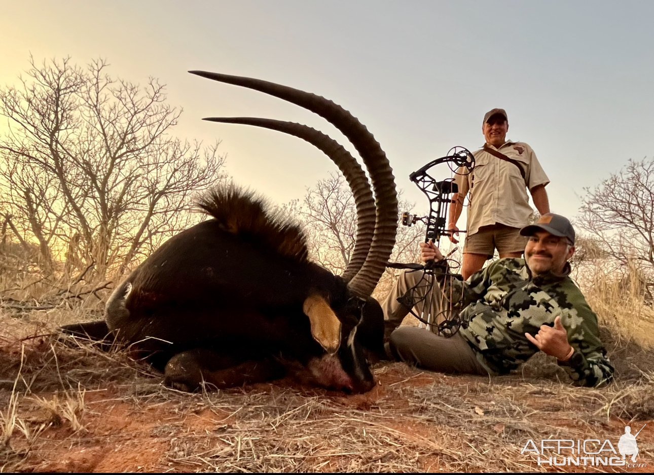 Sable Bow Hunt South Africa