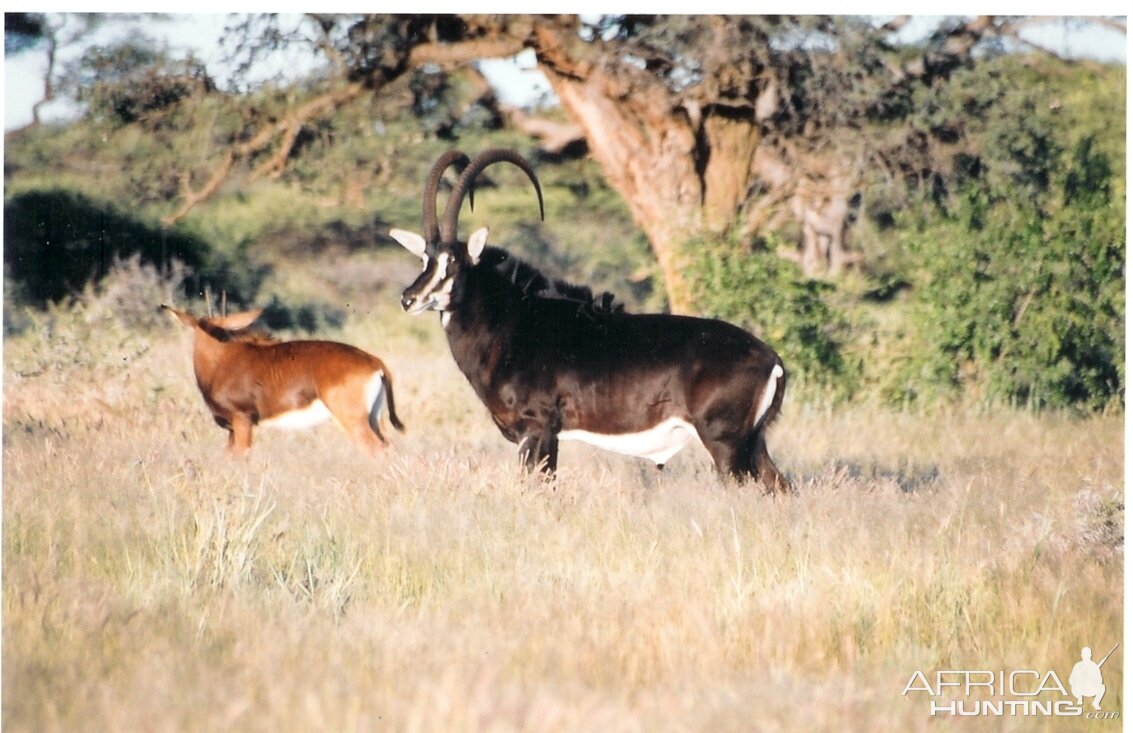 Sable Bull at Wintershoek Johnny Vivier Safaris in SA