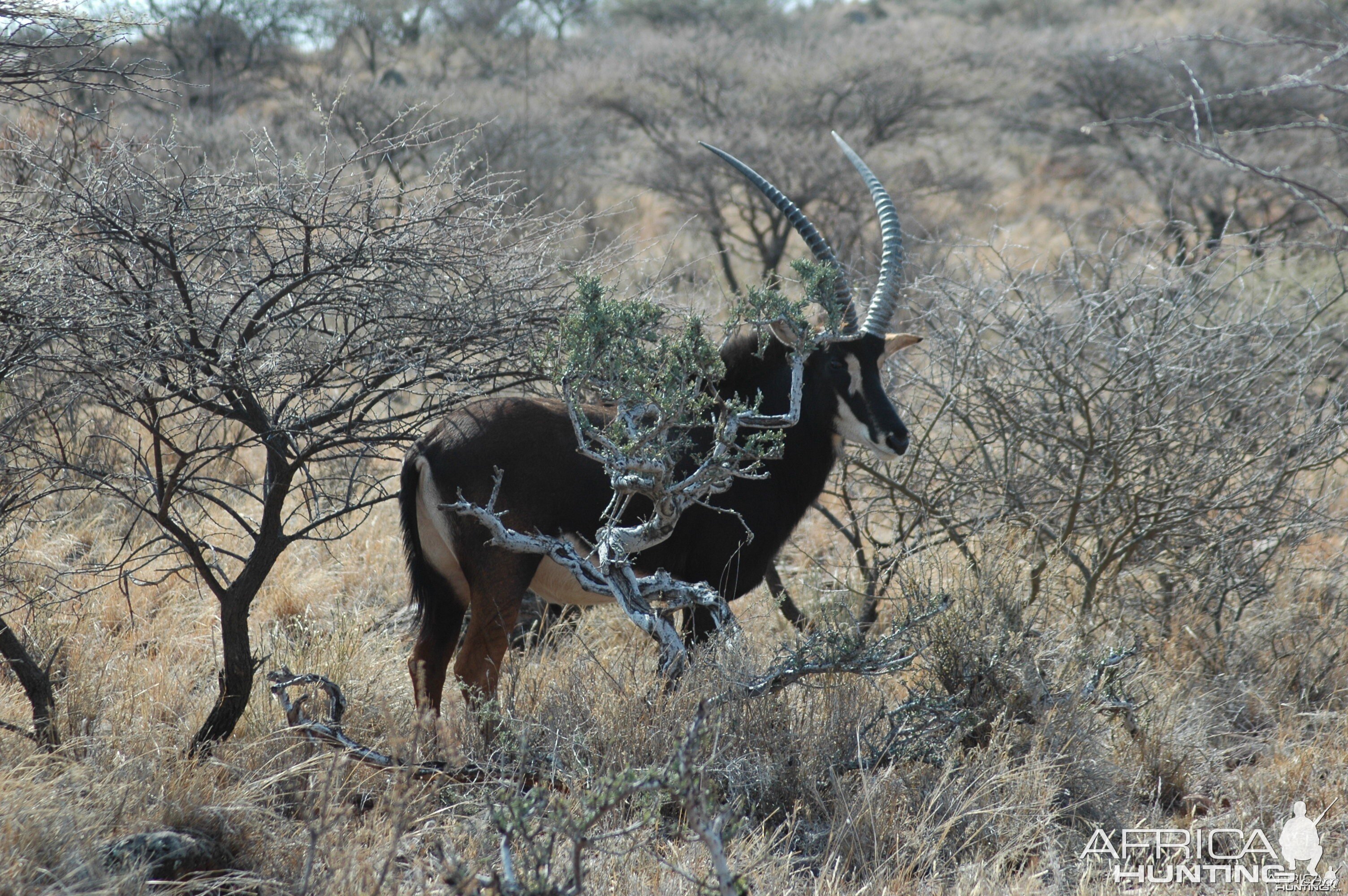 Sable bull at Wintershoek