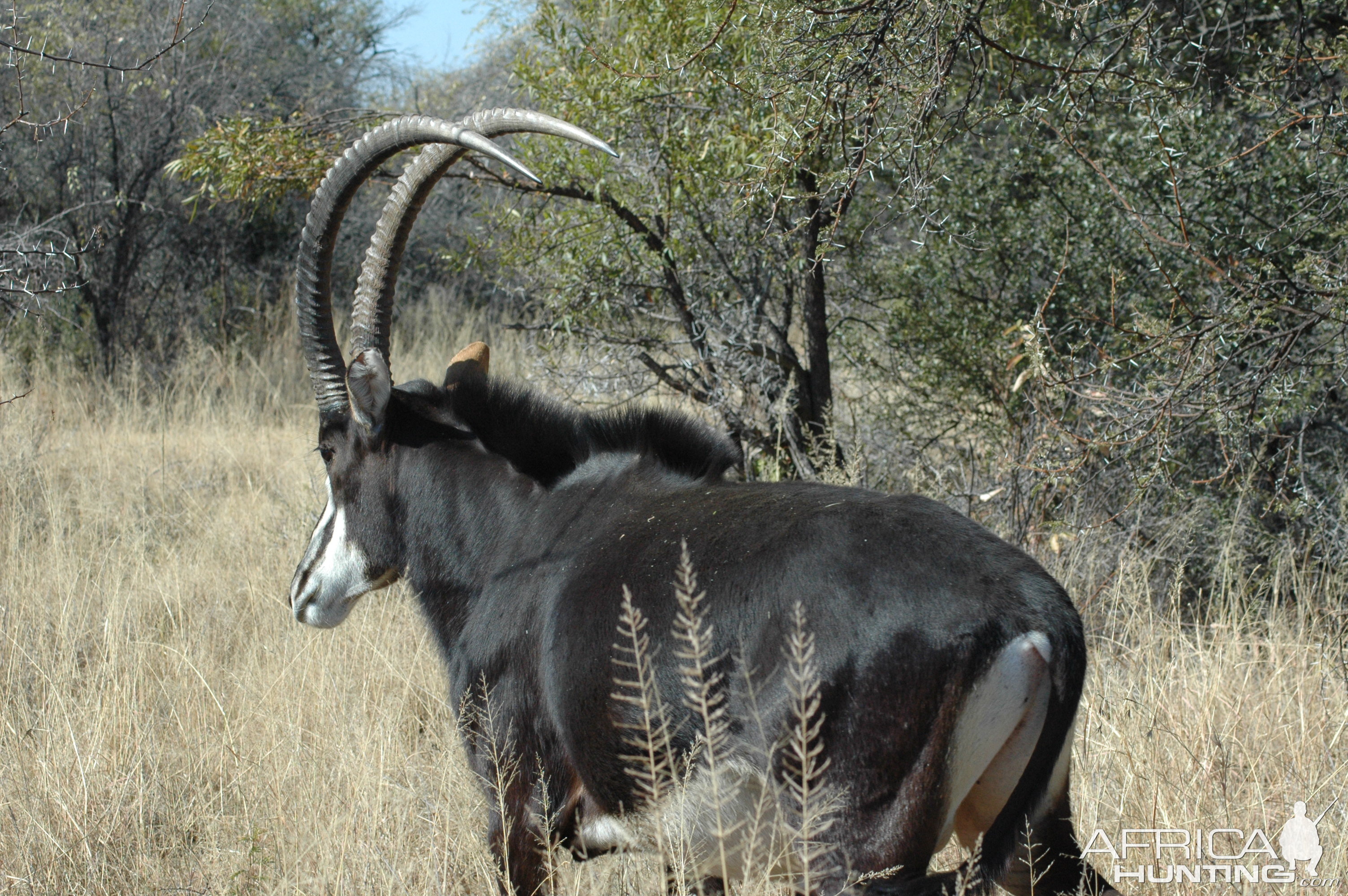 Sable bull