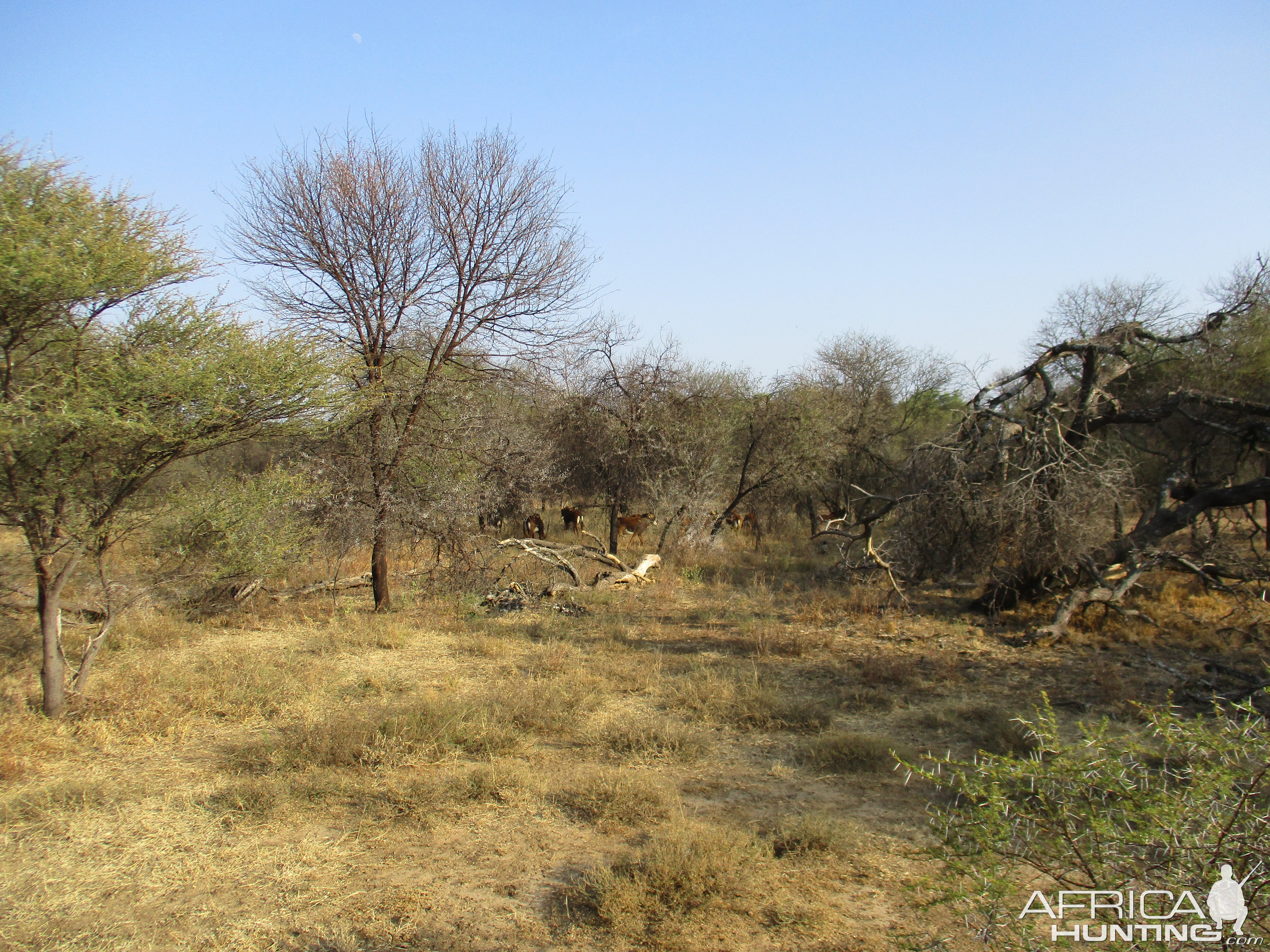 Sable by the Crocodile River South Africa