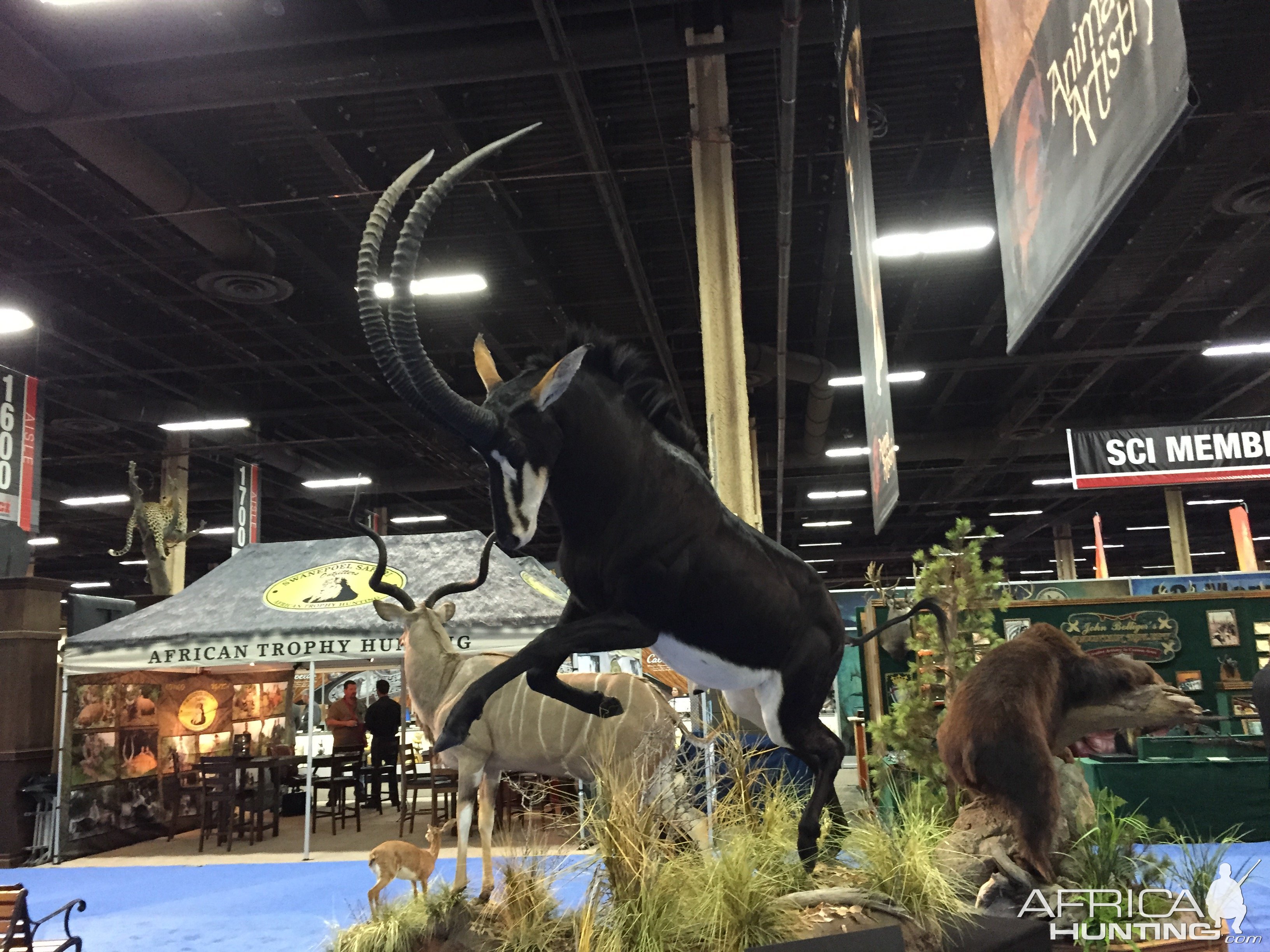 Sable full mount taxidermy