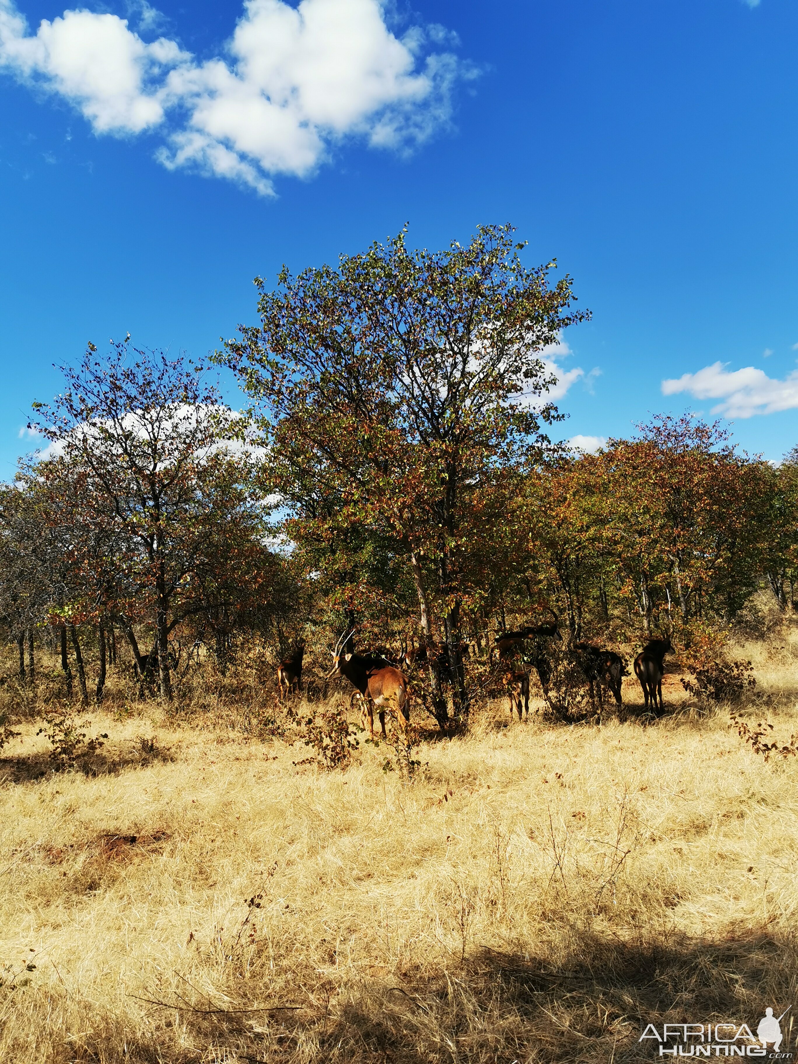 Sable Herd South Africa