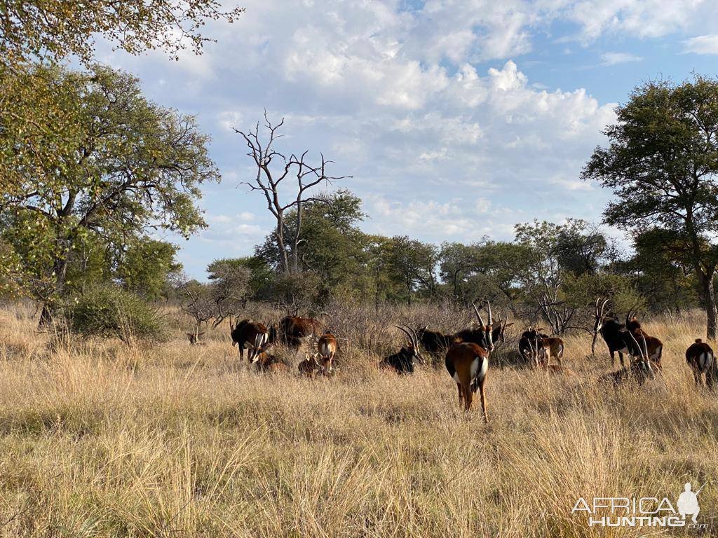 Sable Herd South Africa