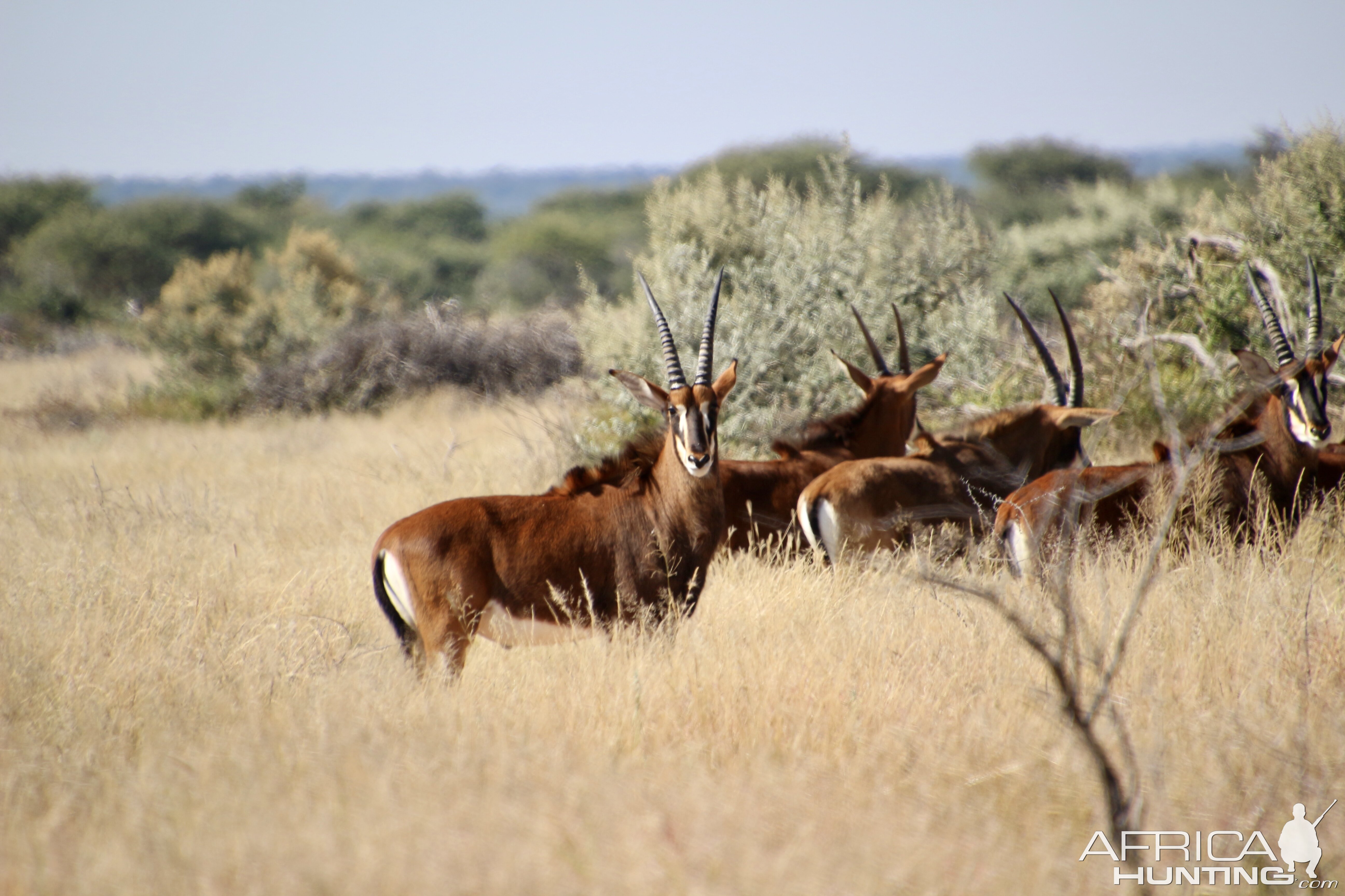 Sable herds looking healthy