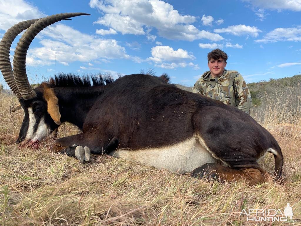 Sable Hunt Eastern Cape South Africa