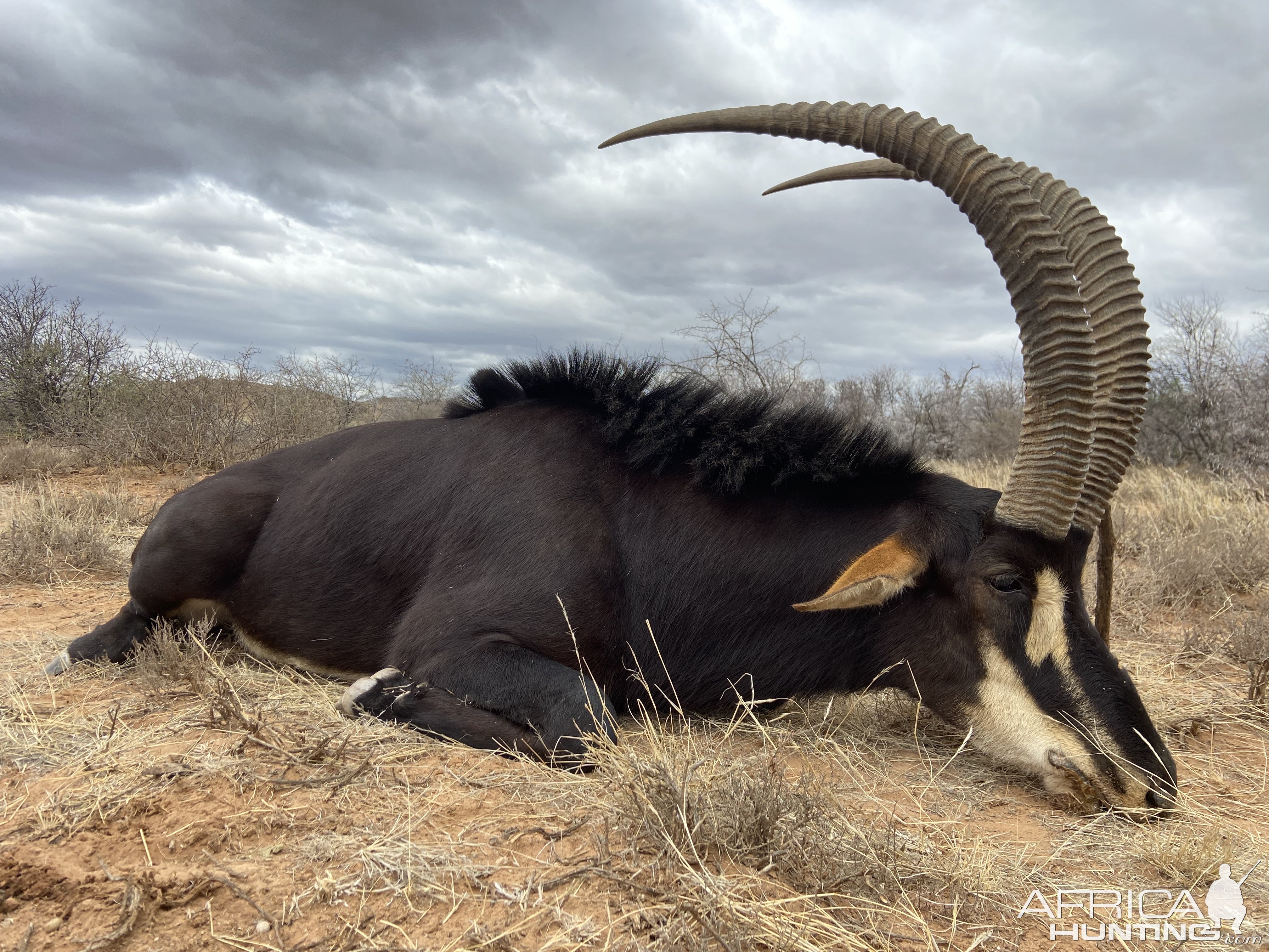 Sable Hunt Eastern Cape South Africa