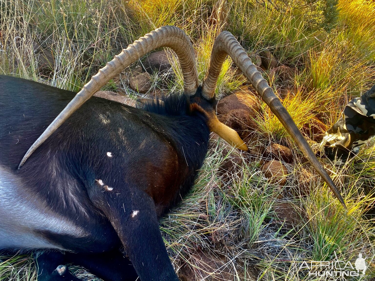 Sable Hunt South Africa