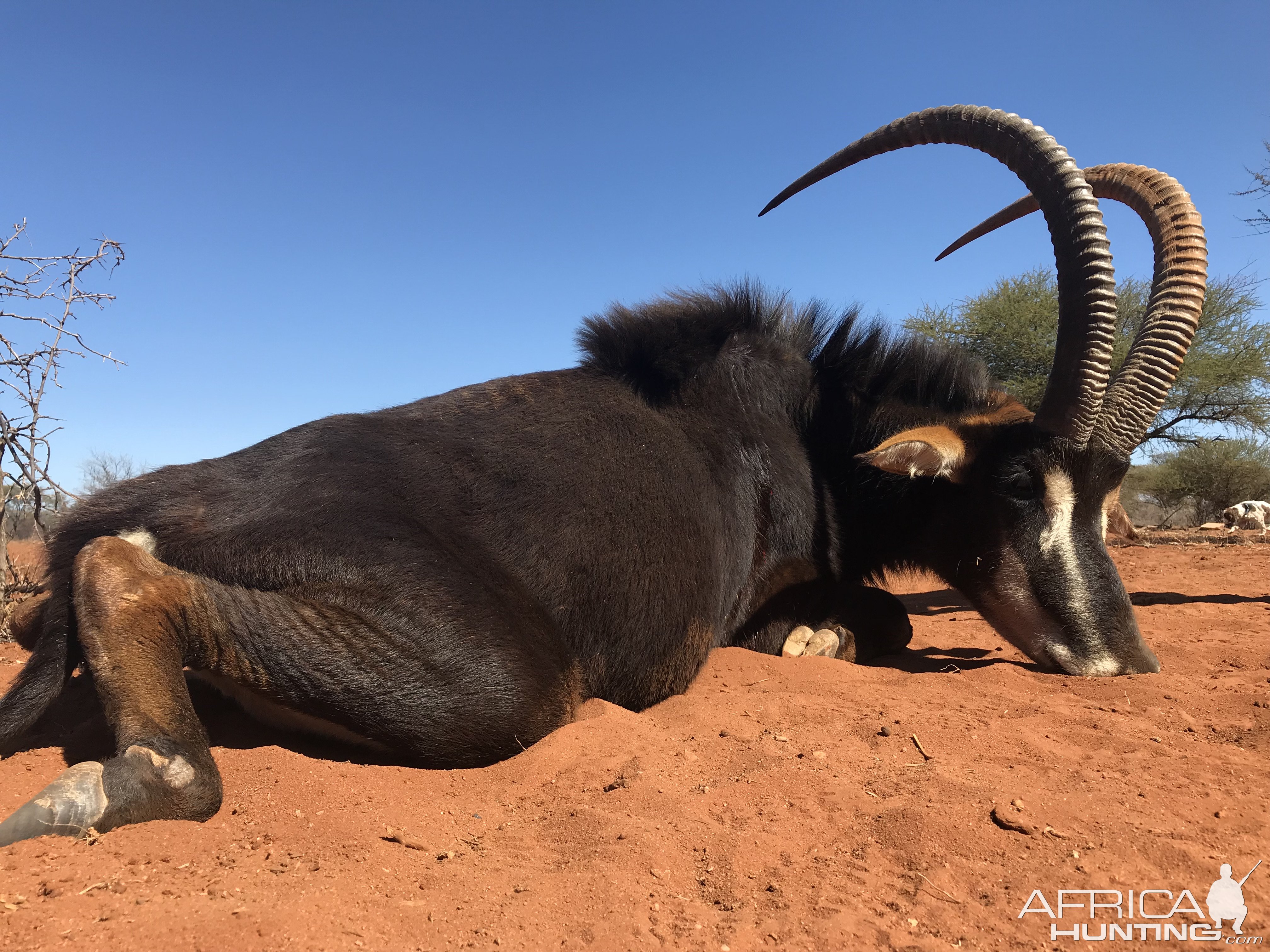 Sable Hunt South Africa