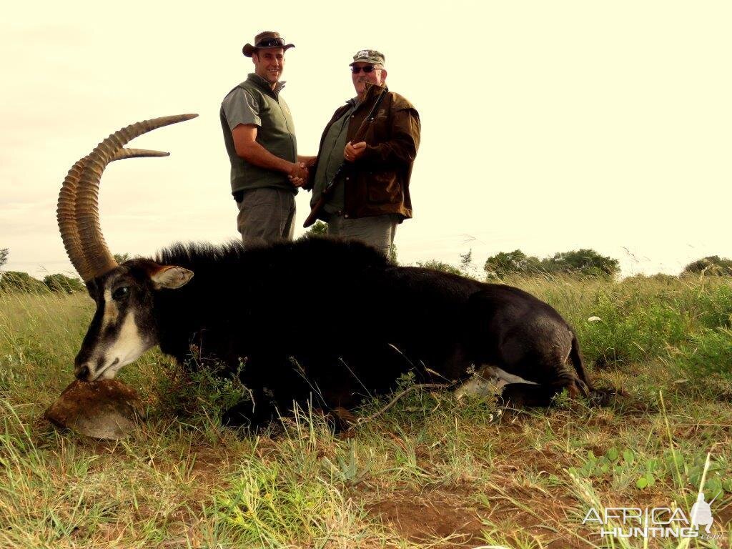 Sable Hunting in South Africa