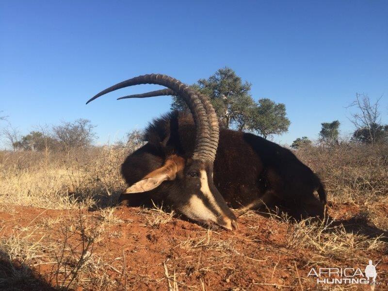 Sable Hunting in South Africa