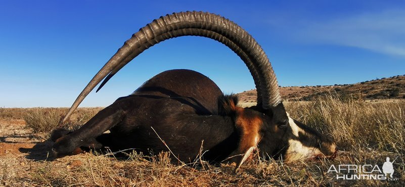 Sable Hunting Karoo South Africa