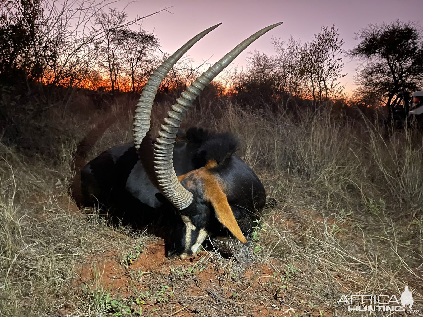 Sable Hunting Limpopo South Africa