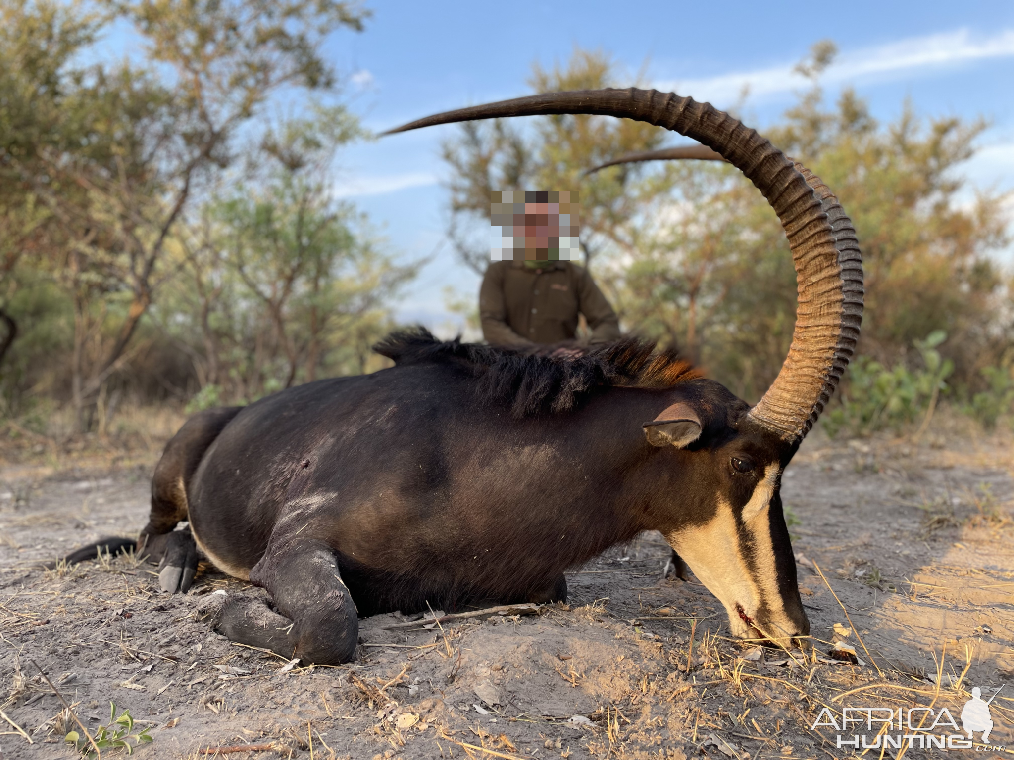 Sable Hunting Namibia