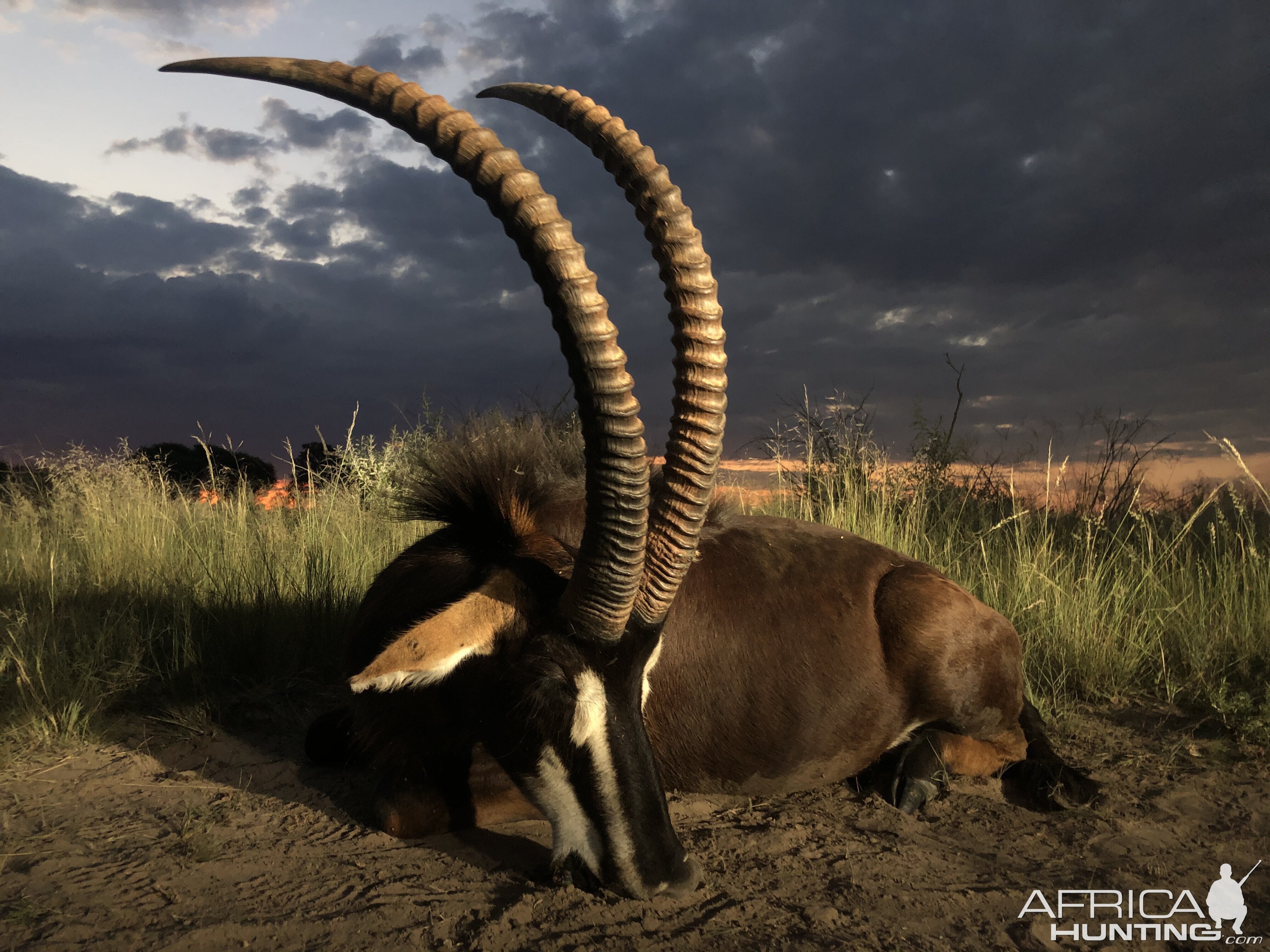 Sable Hunting - South Africa