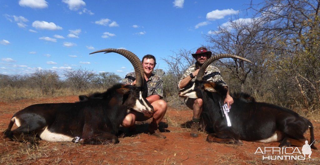 Sable Hunting South Africa