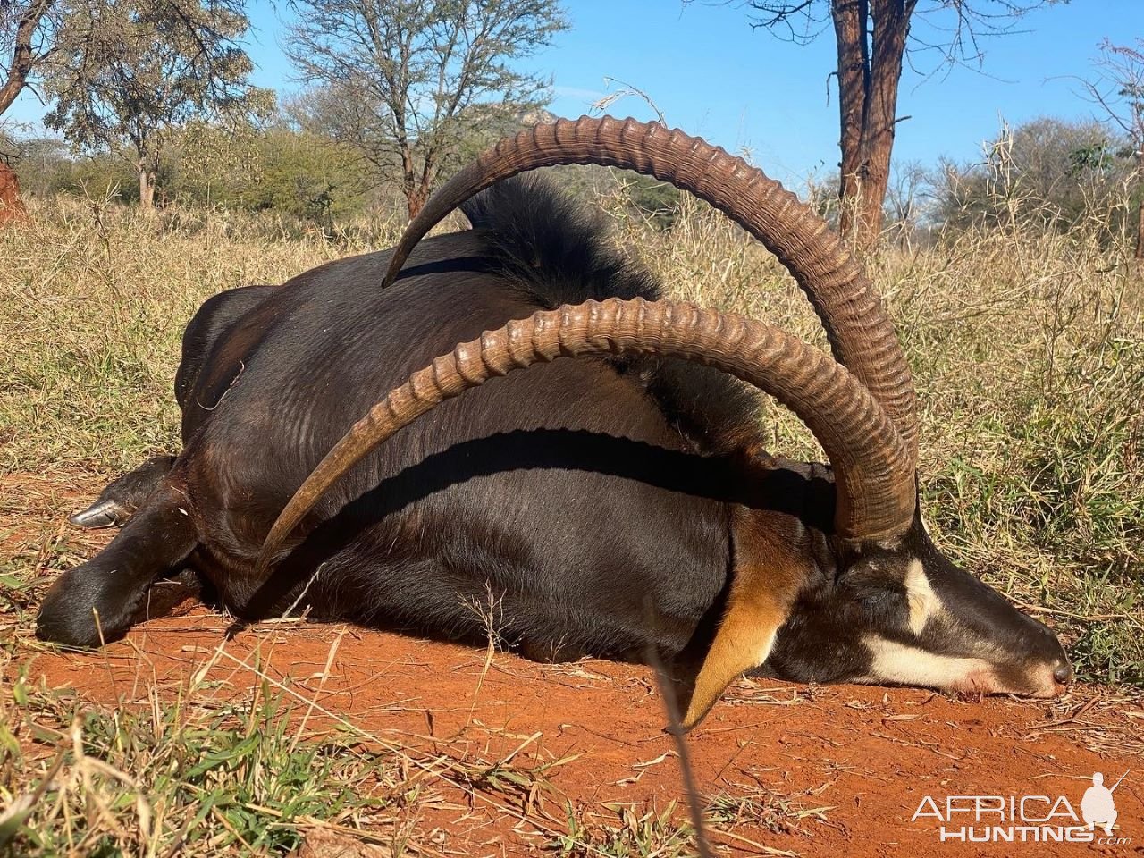 Sable Hunting South Africa