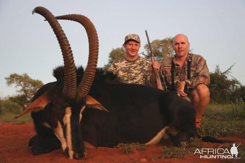 Sable Hunting South Africa