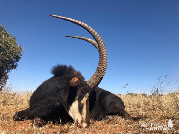 Sable Hunting South Africa