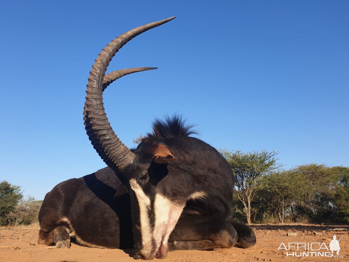 Sable Hunting South Africa