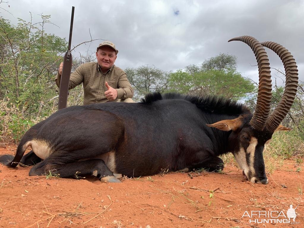 Sable Hunting South Africa