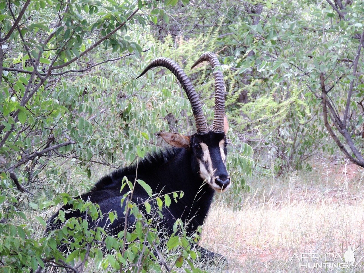 Sable Limpopo South Africa