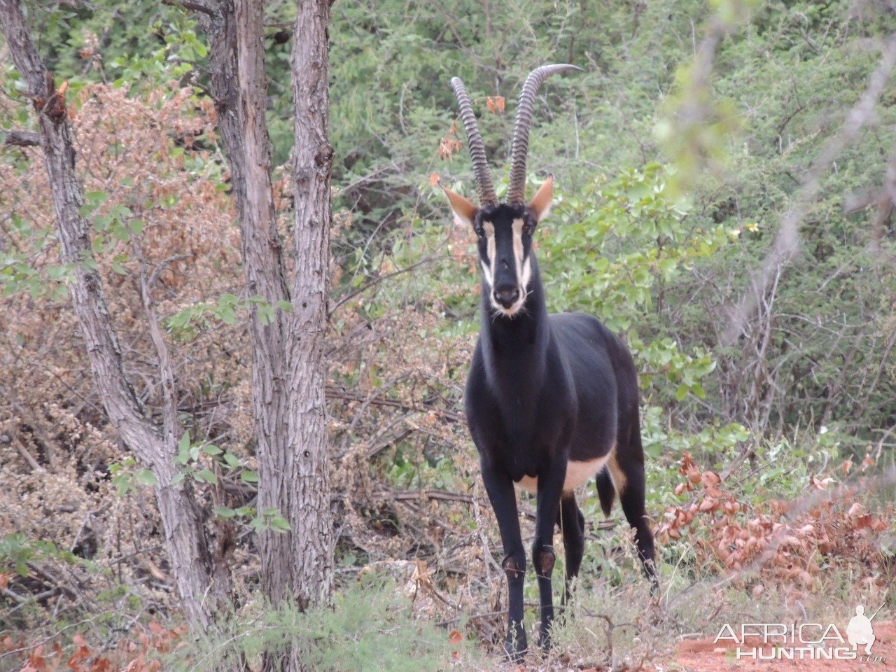 Sable Limpopo South Africa