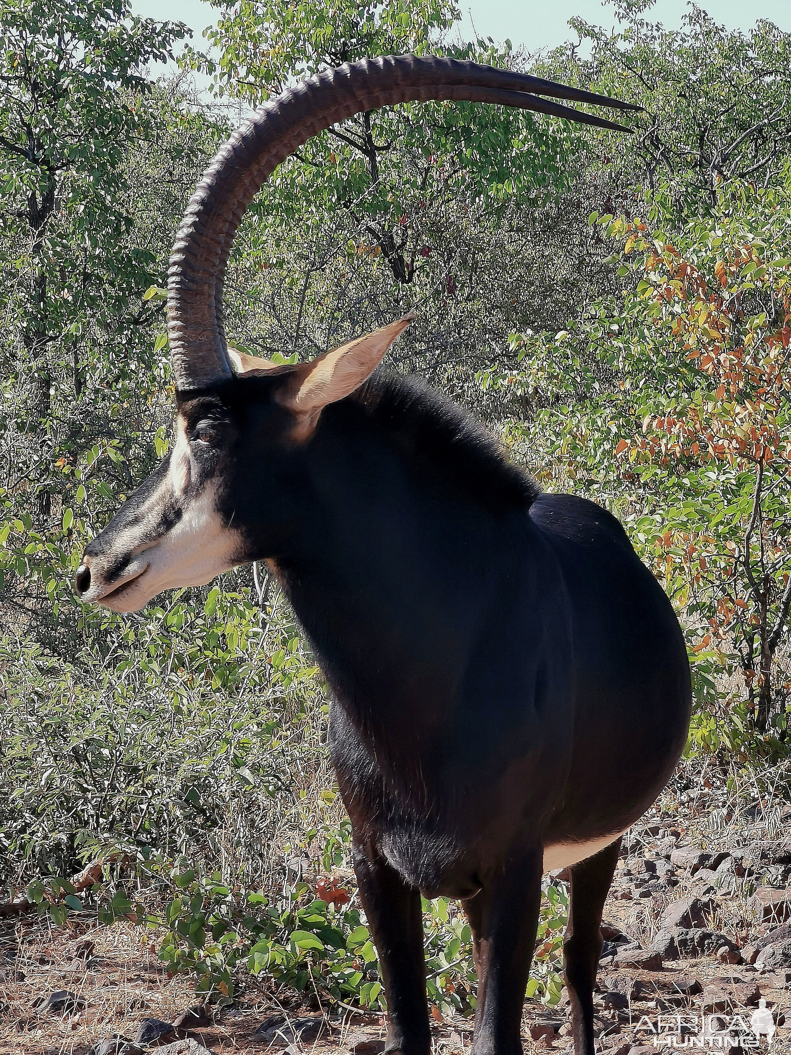 Sable Mania. South Africa