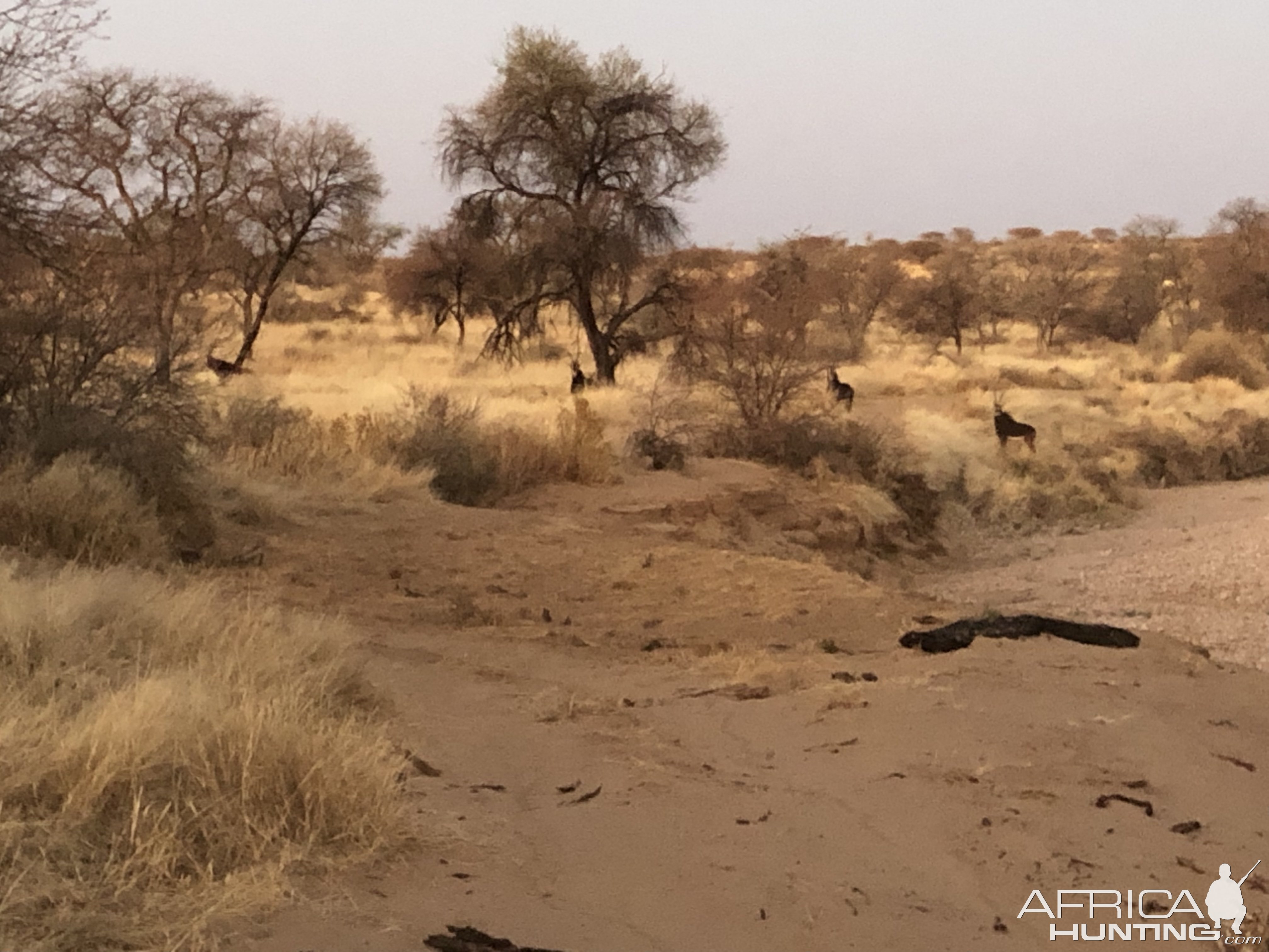 Sable Namibia