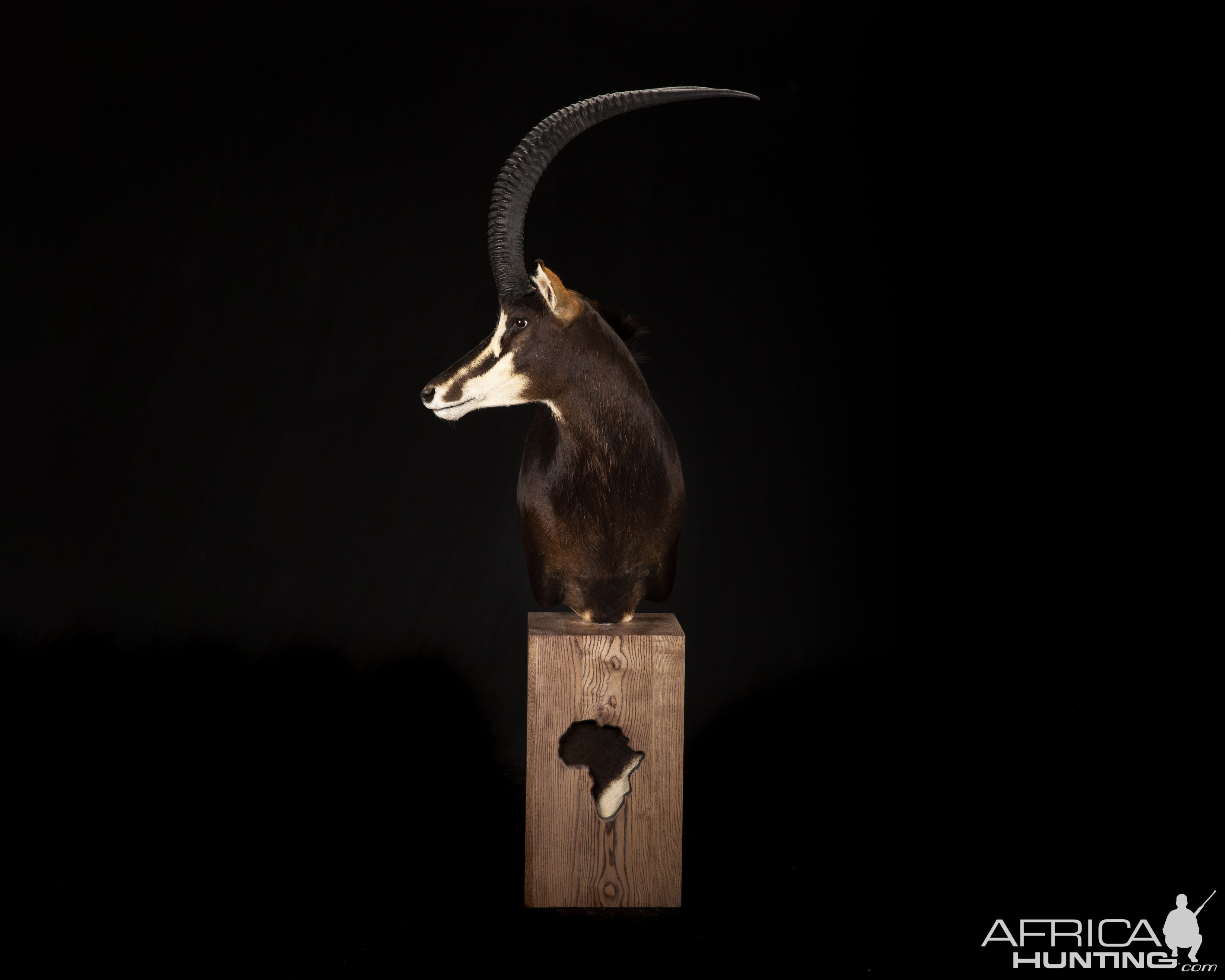 Sable Pedestal Mount Taxidermy