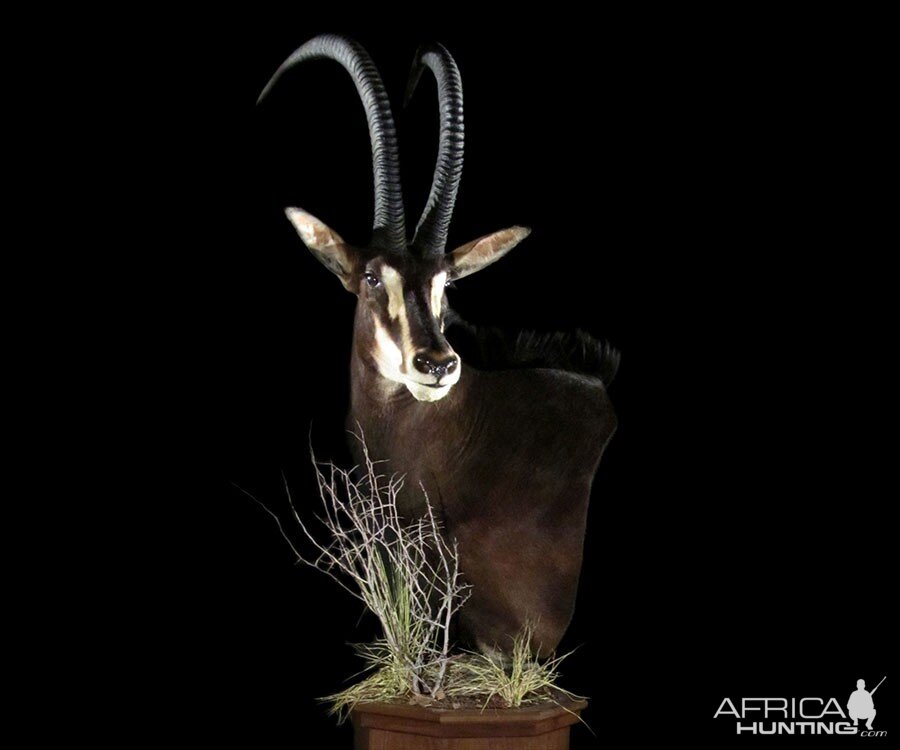 Sable Pedestal Mount Taxidermy