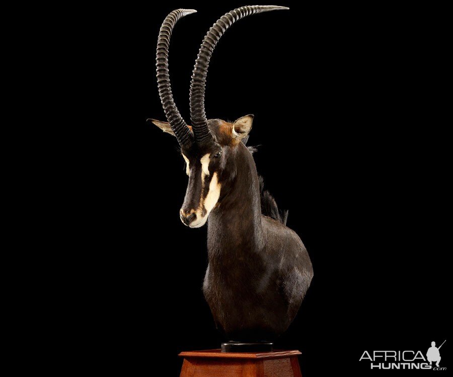 Sable Pedestal Mount Taxidermy