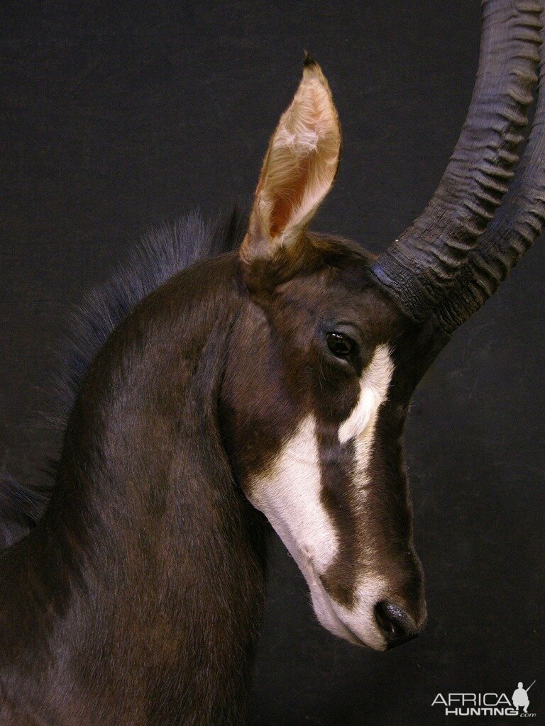 Sable Pedestal Taxidermy