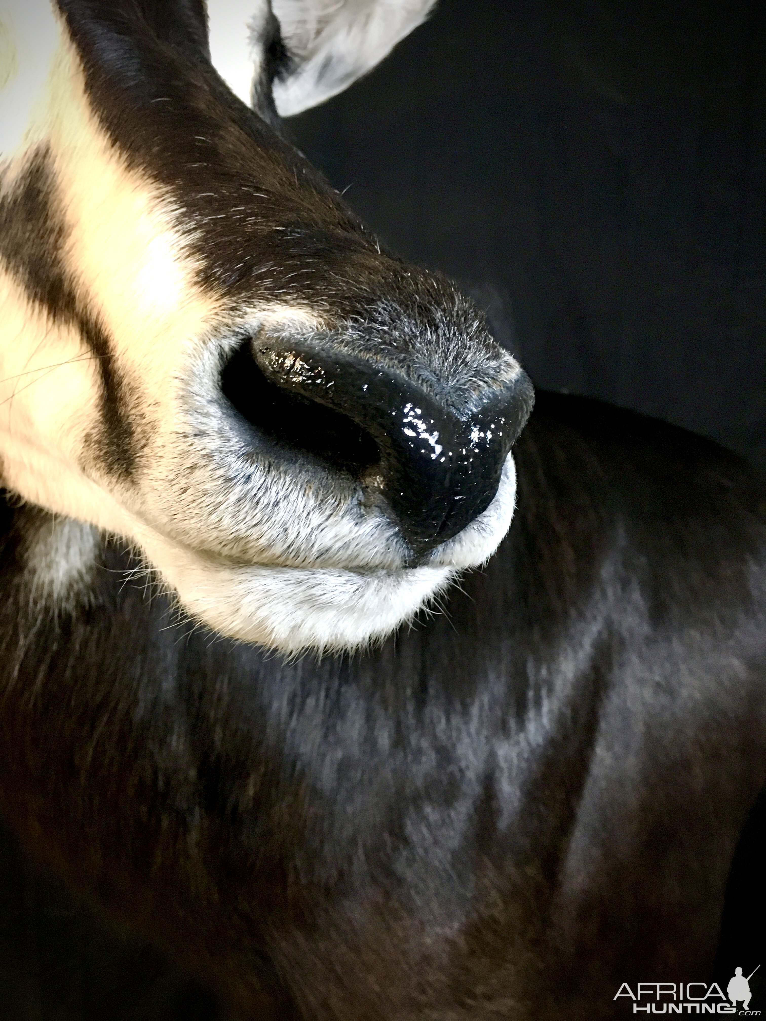 Sable, Roan & Honey Badger Pedestal Mount Taxidermy Up Close