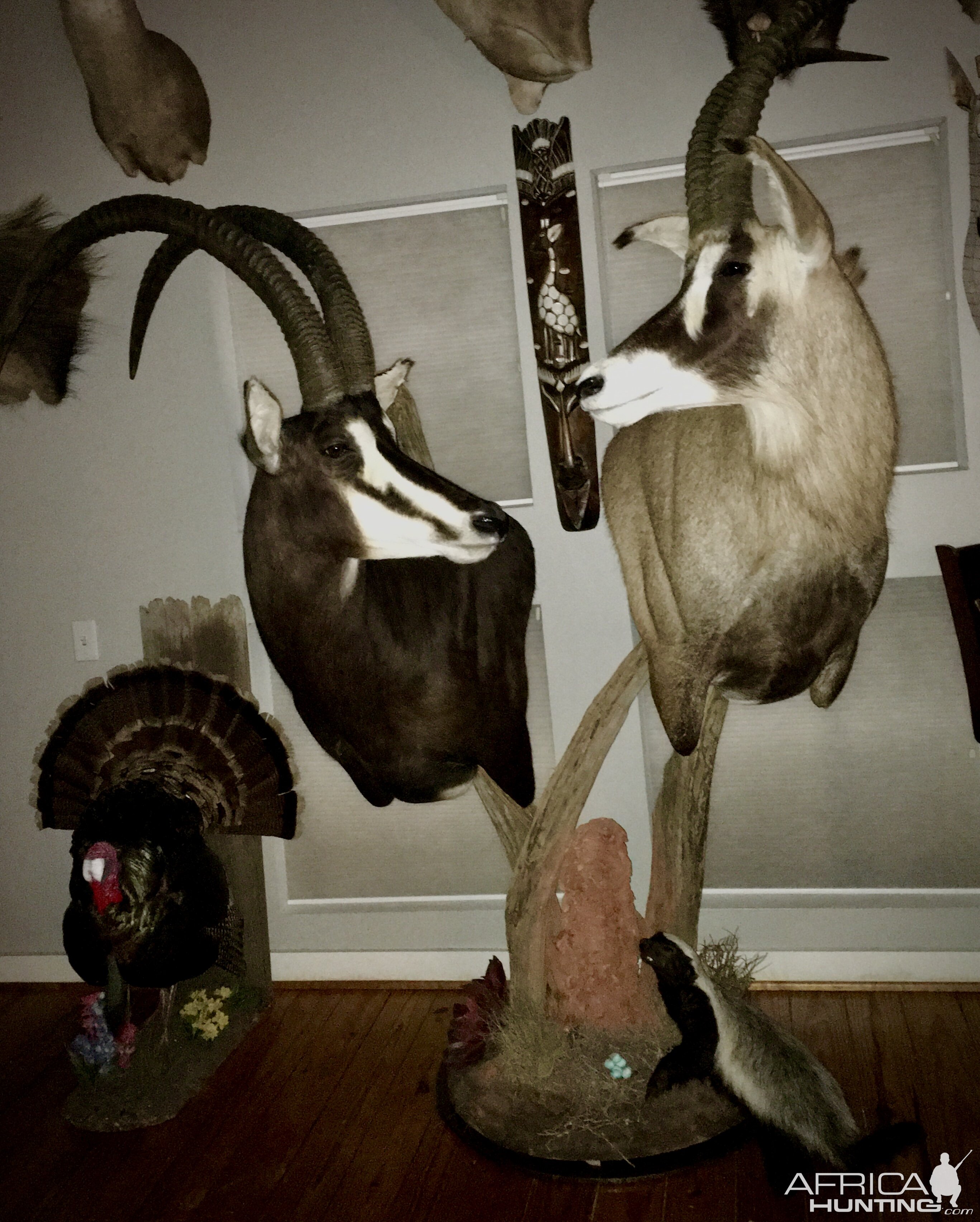 Sable, Roan & Honey Badger Pedestal Mount Taxidermy