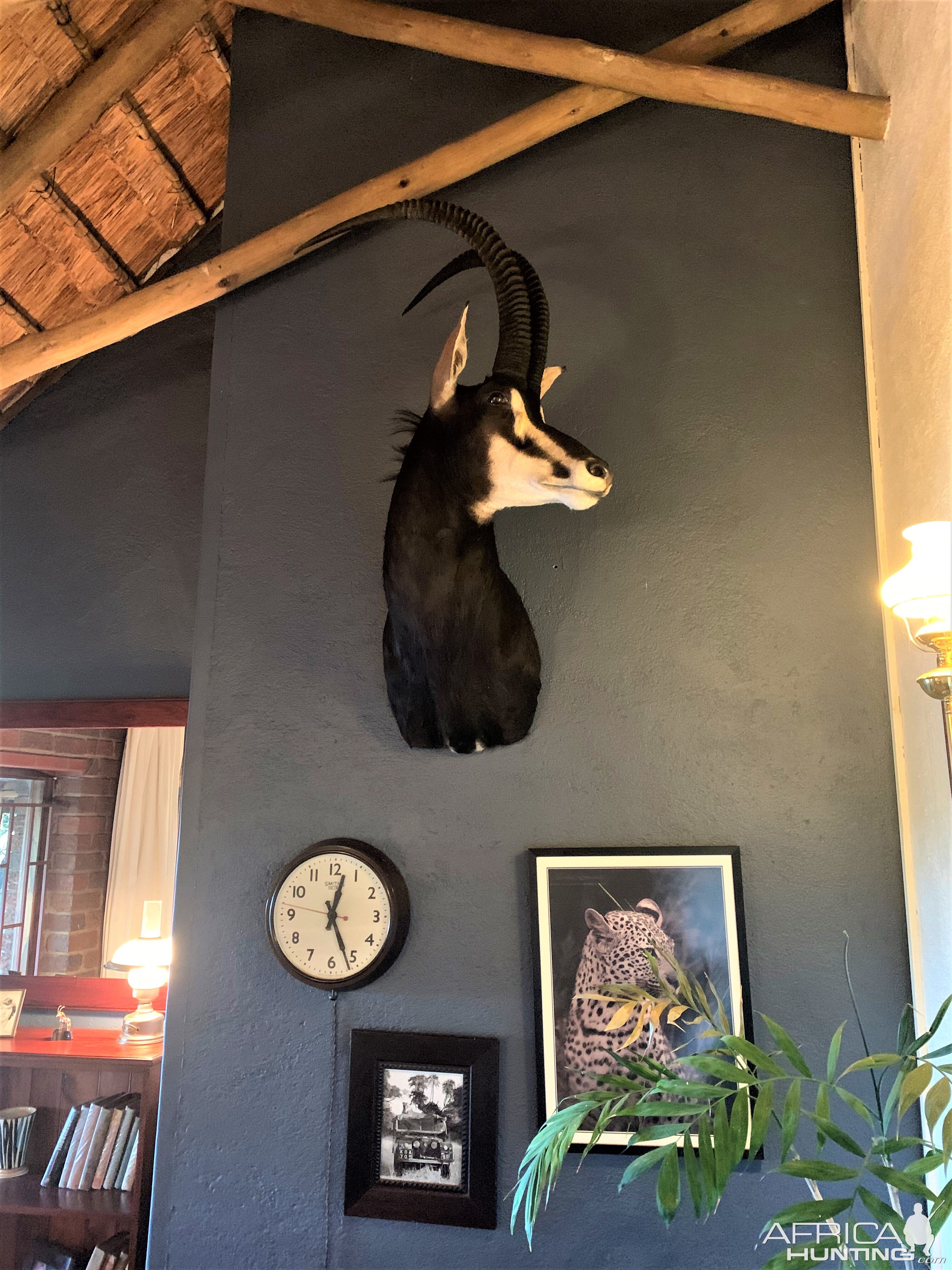 Sable Shoulder Mount Taxidermy