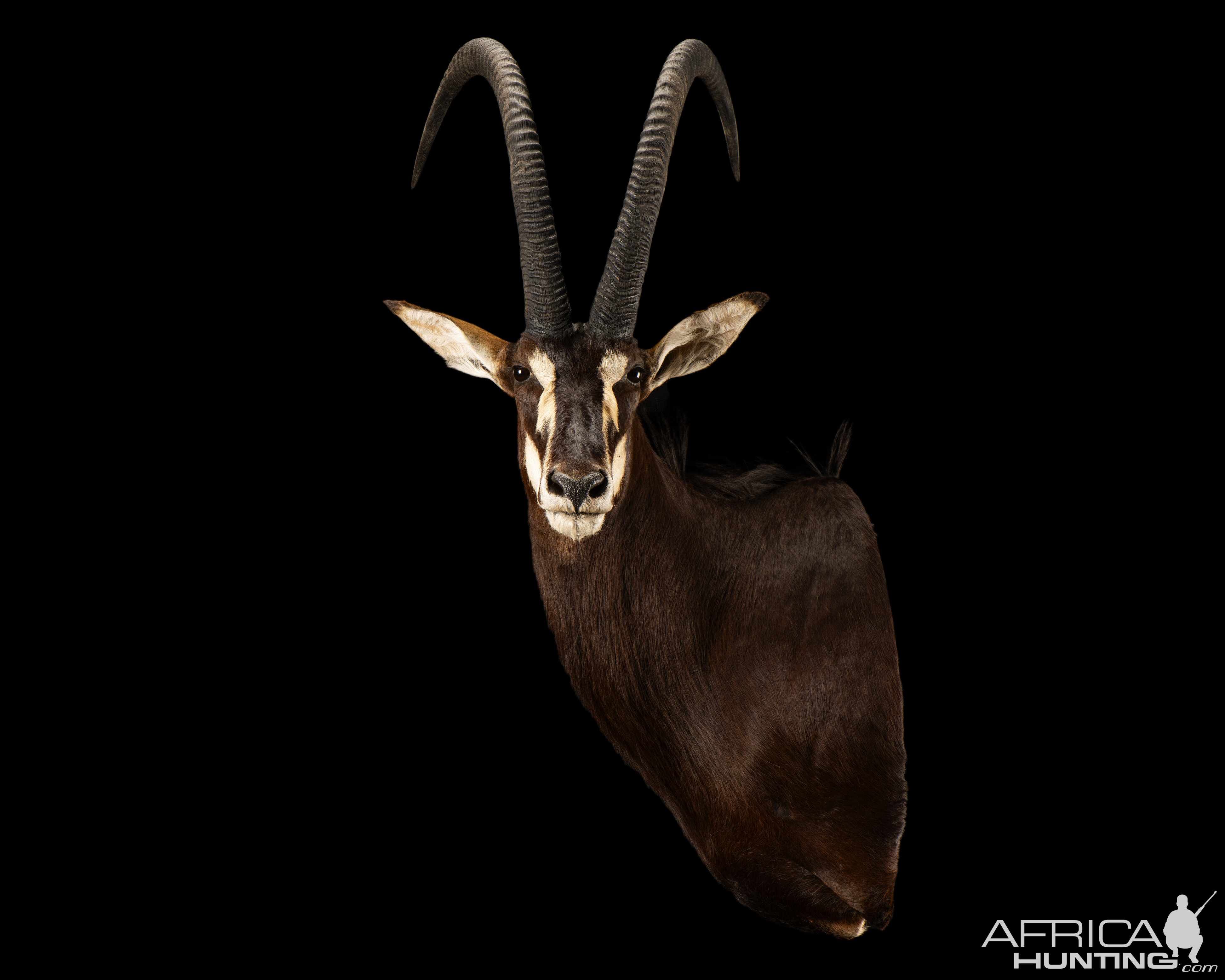 Sable Shoulder Mount Taxidermy