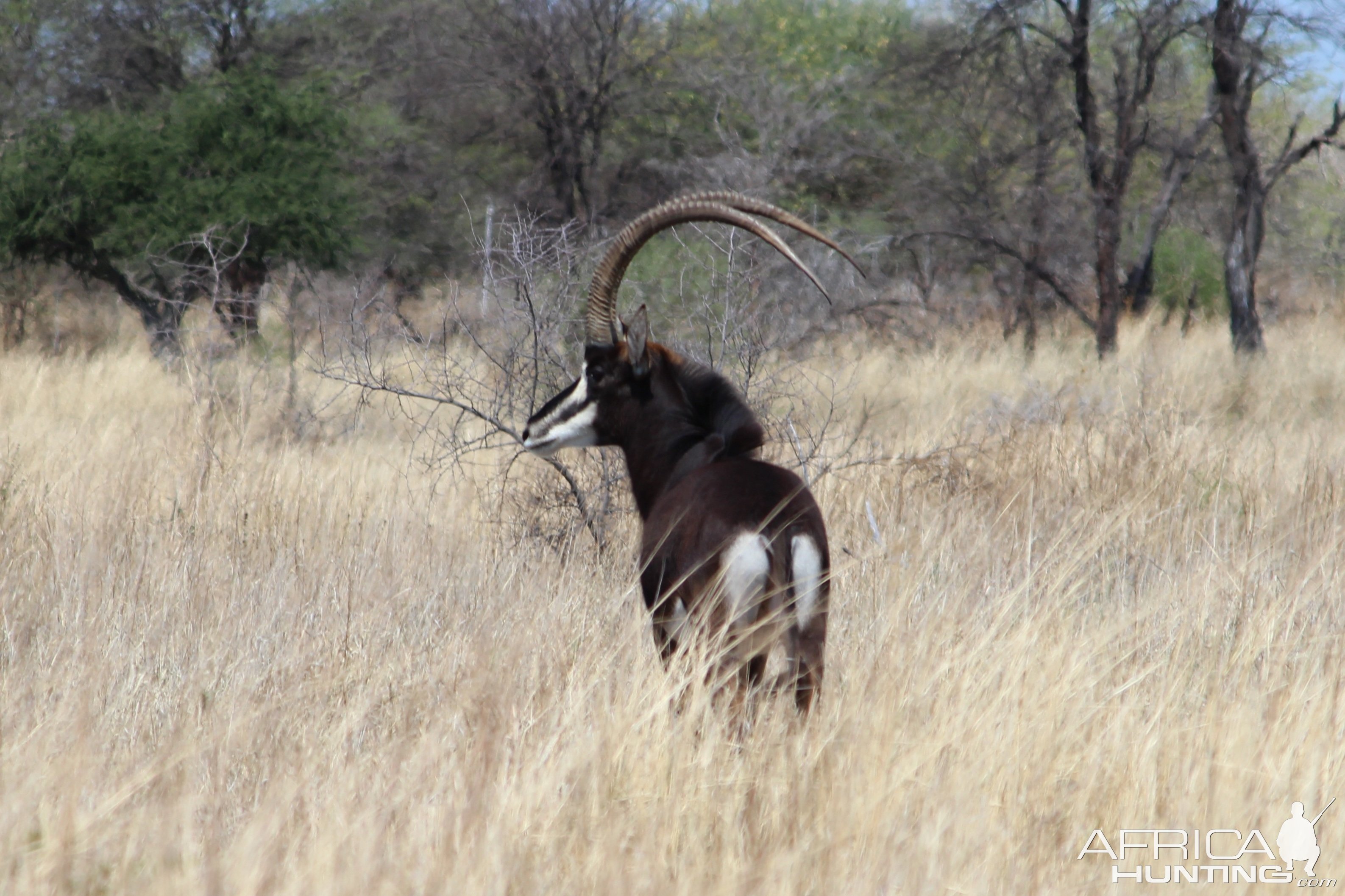 Sable South Africa