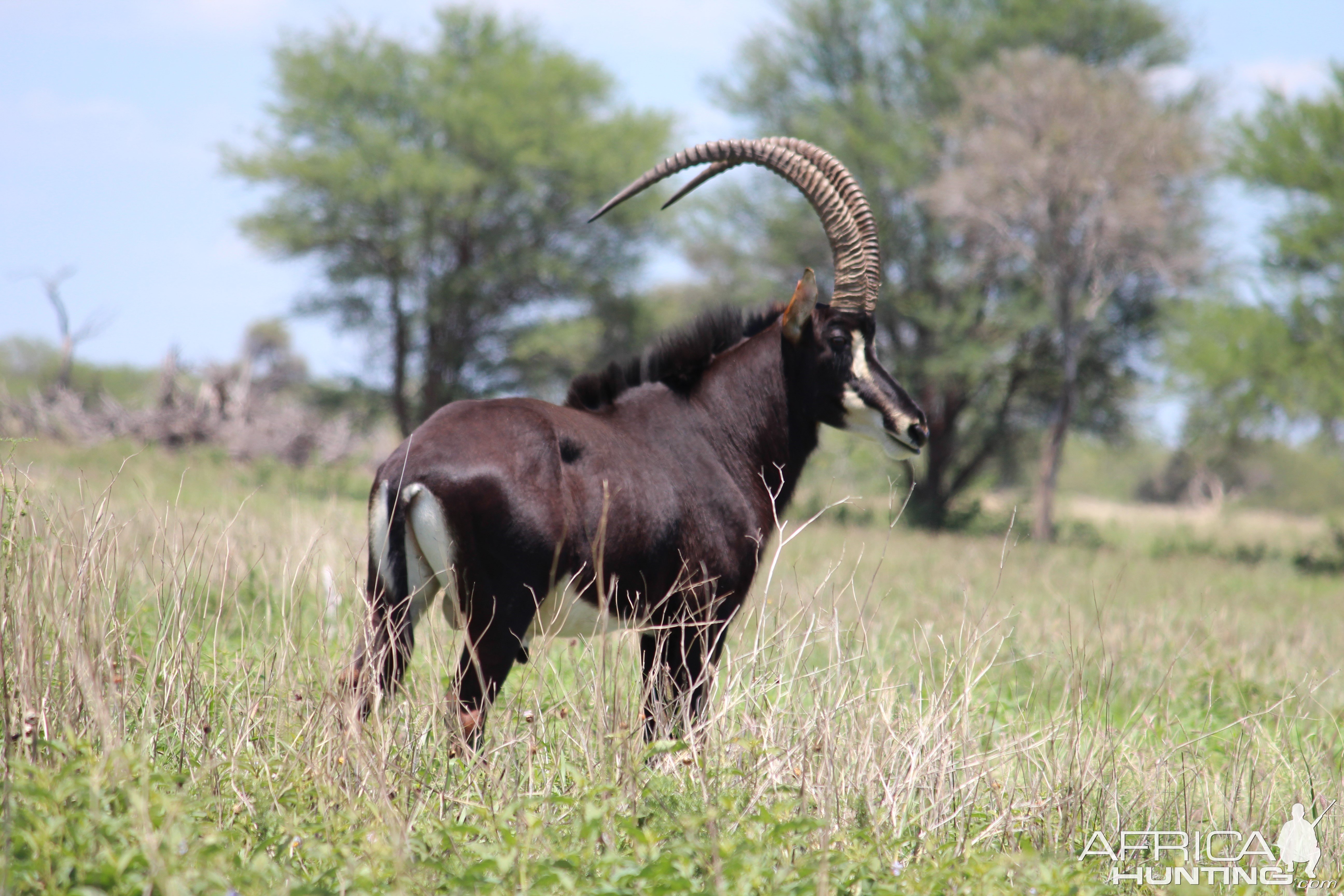 Sable South Africa