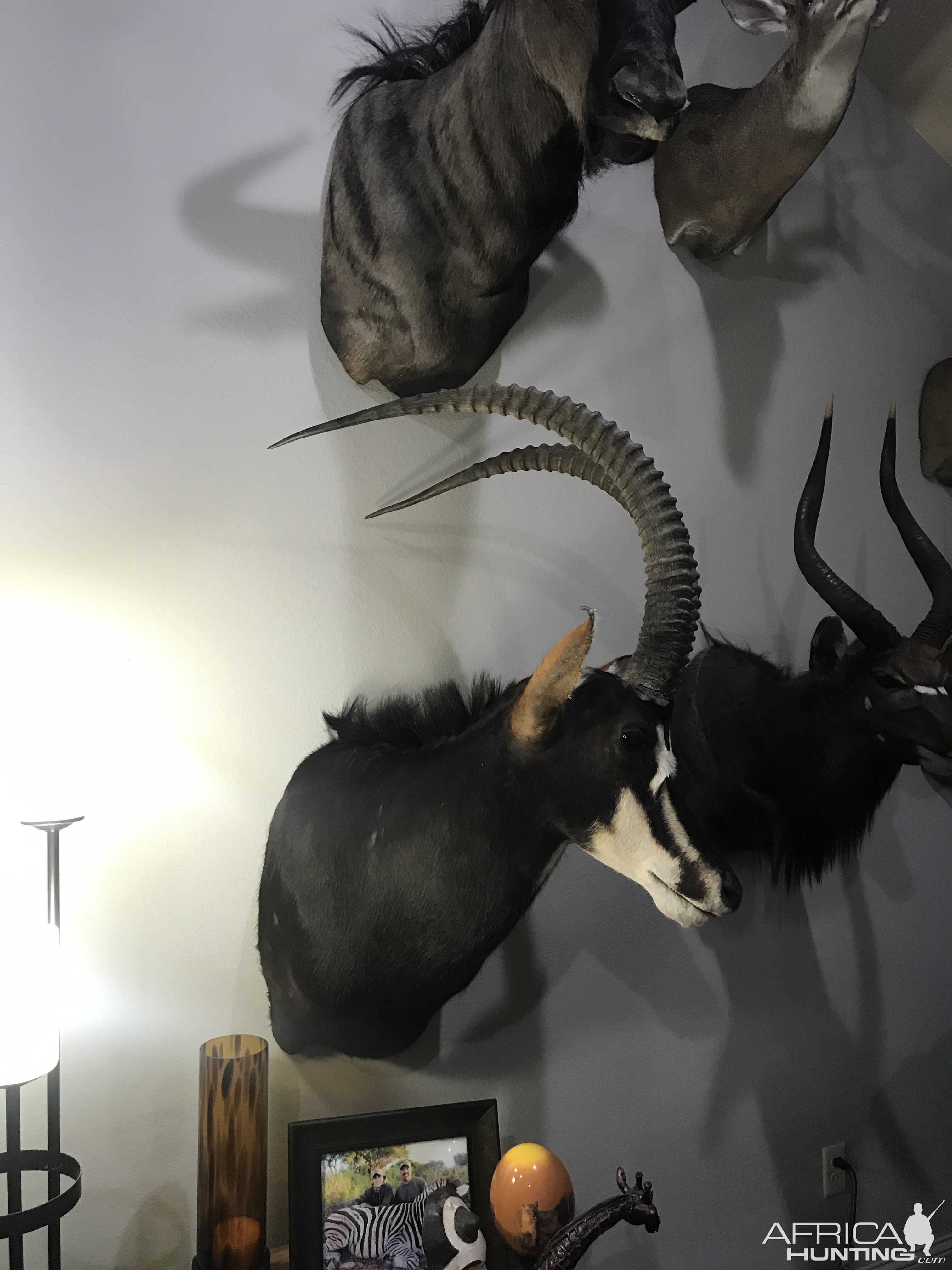 Sable Taxidermy