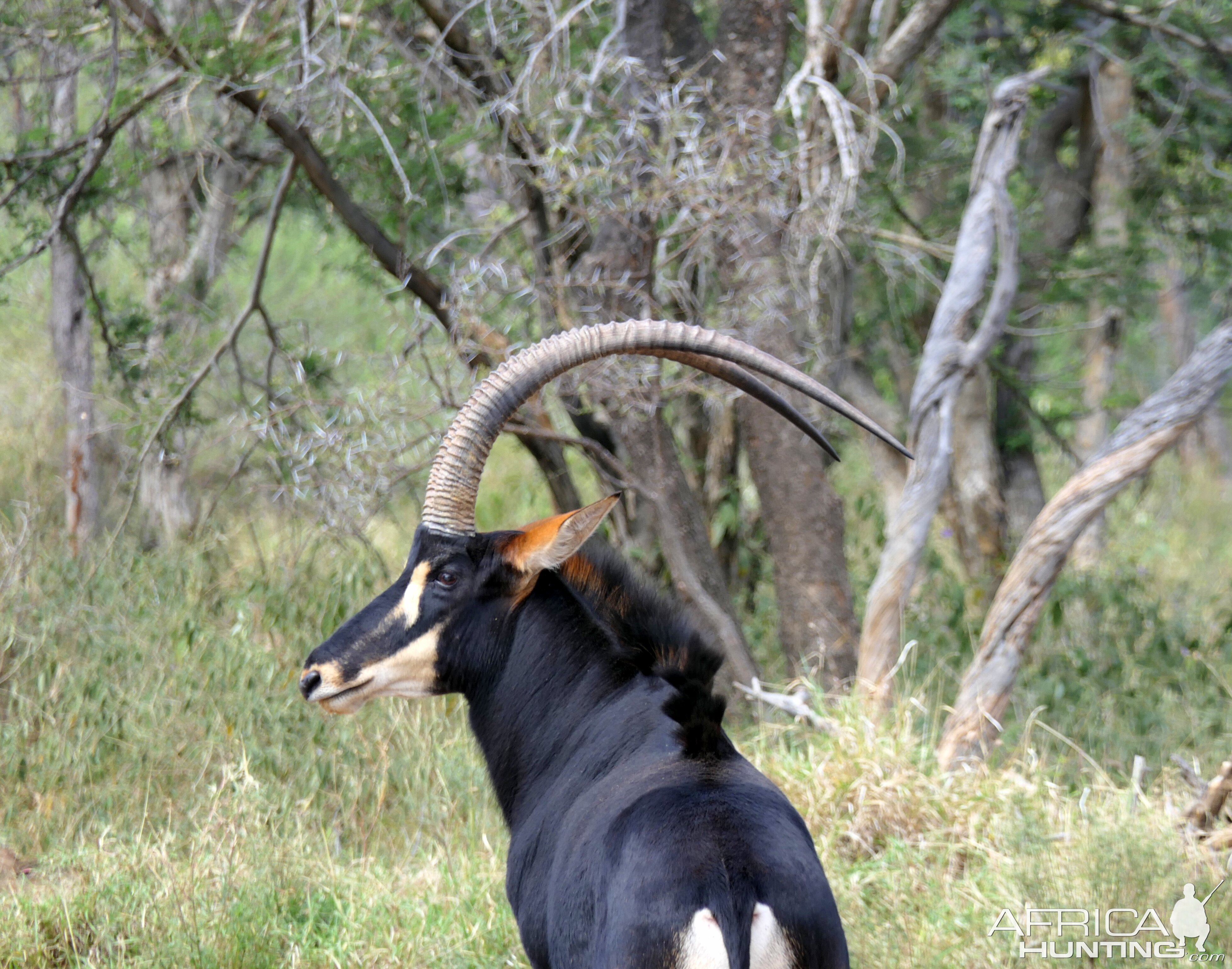 Sable Wildlife Limpopo South Africa