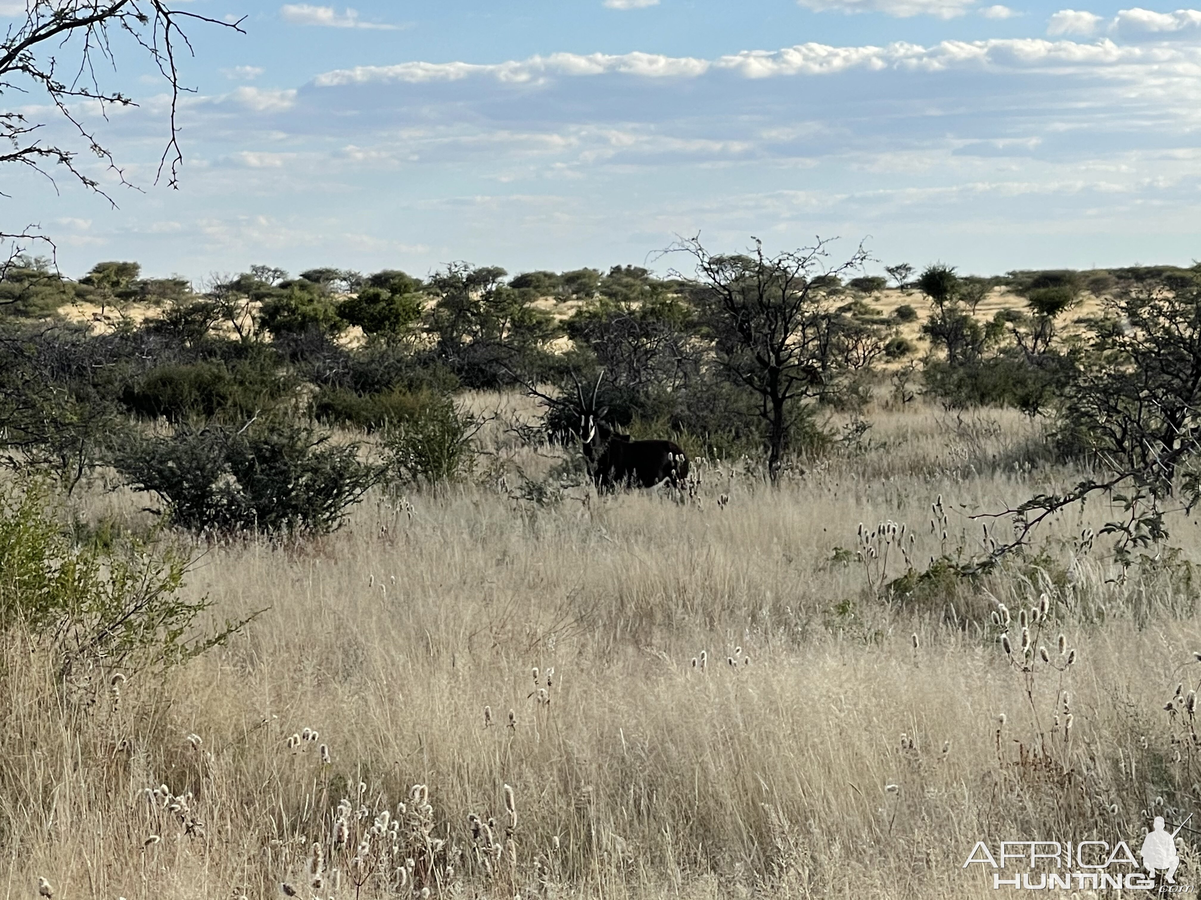 Sable Wildlife Namibia