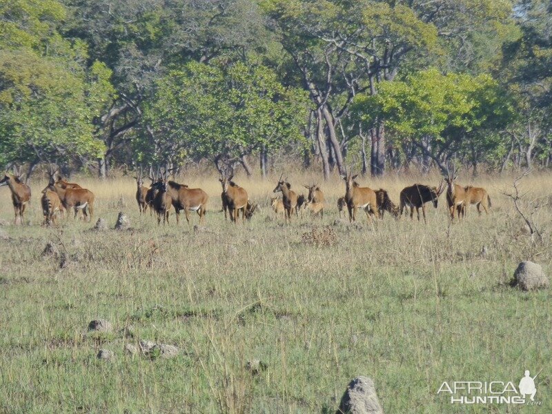 Sable Wildlife Zambia